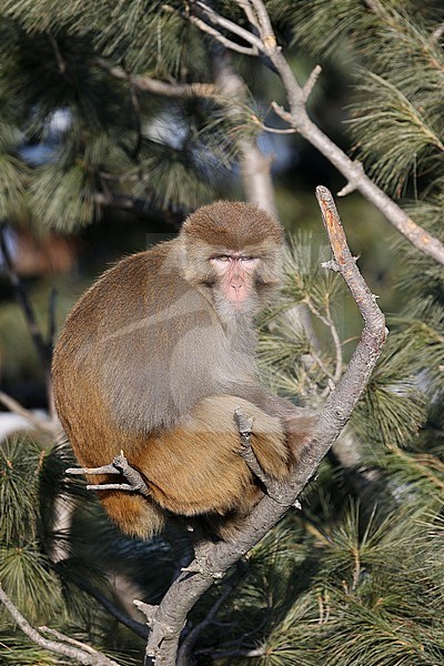 Rhesus Macaque (Macaca mulatta) in a tree stock-image by Agami/James Eaton,