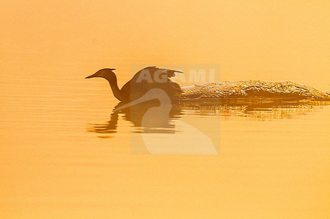 Fuut, Great Crested Grebe, Podiceps cristatus pair in territorial fight at sunrise in the mist stock-image by Agami/Menno van Duijn,