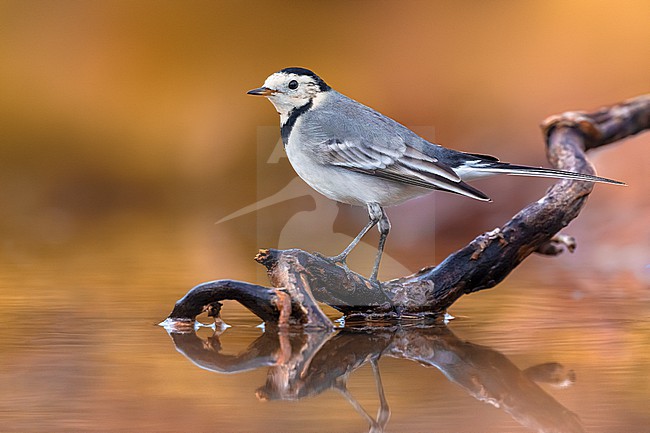 White Wagtail (Motacilla alba) in Italy. stock-image by Agami/Daniele Occhiato,