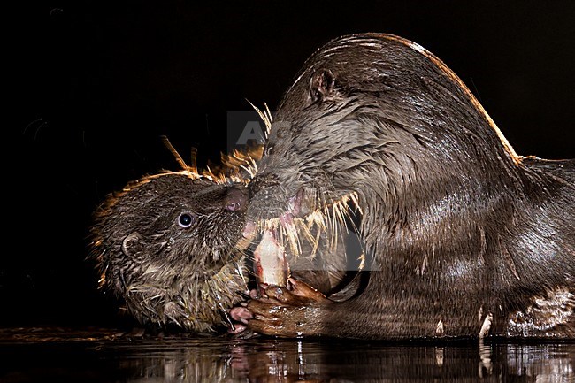 Otter met zijn jong; Otter with it's young stock-image by Agami/Bence Mate,