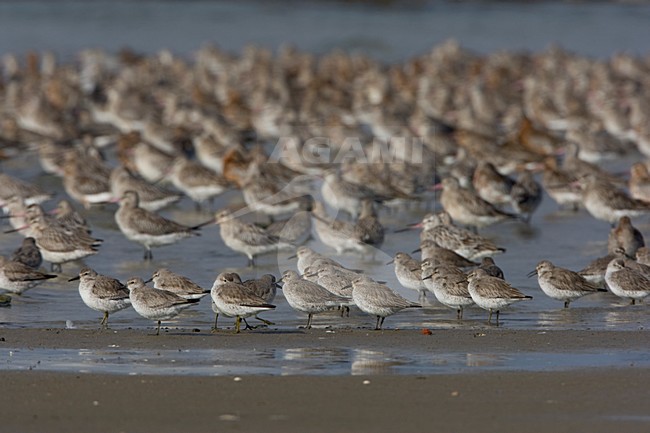 Groep Kanoeten in zit; Flock of Red Knots perched stock-image by Agami/Arie Ouwerkerk,