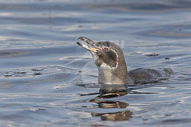 Galapagos penguin (Spheniscus mendiculus) on the Galapagos Islands, part of the Republic of Ecuador. The only penguin found north of the equator. stock-image by Agami/Pete Morris,