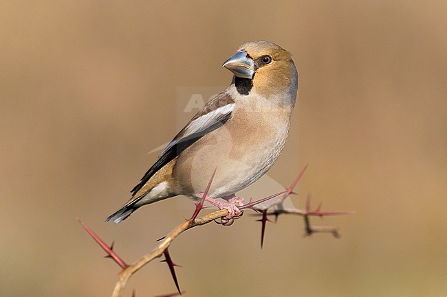 Hawfinch, Coccothraustes coccothraustes, in Italy. Perched on a twig. stock-image by Agami/Daniele Occhiato,