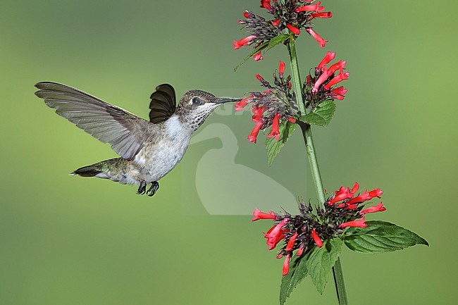 Adult female Black-chinned Hummingbird (Archilochus alexandri) in flight against a green natural background in Brewster County, Texas, USA. Foraging on small red flowers. stock-image by Agami/Brian E Small,