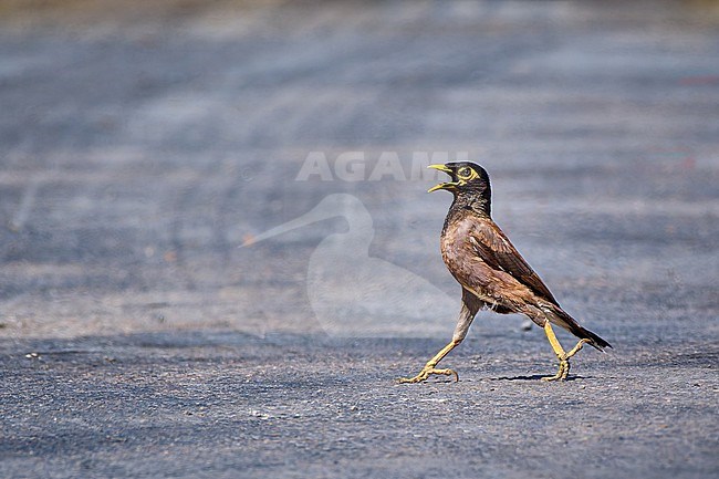 Invasive Common Myna (Acridotheres tristis) marching on a road in Israel stock-image by Agami/Tomas Grim,