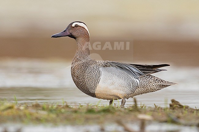 Garganey (Anas querquedula), adult male standing in a swamp stock-image by Agami/Saverio Gatto,