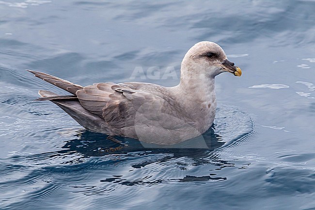 This bird was taken in the Hausgarden, Greenland Sea from the famous german ship - Polarstern. Powered by POLe & AWI. stock-image by Agami/Vincent Legrand,