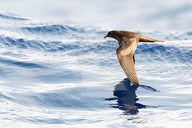 Bulwer's Petrel (Bulweria bulwerii) in flight over the ocean off Madeira. stock-image by Agami/Marc Guyt,