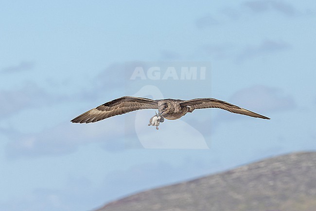 Brown Skua (Stercorarius antarcticus antarcticus) on the Falkland Islands. Flying with a duckling in its beak stock-image by Agami/Pete Morris,
