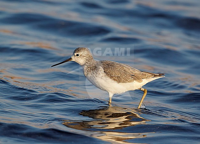 Marsh Sandpiper, Israel
Tringa stagnatilis stock-image by Agami/Tomi Muukkonen,