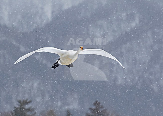 Wintering Whooper Swan, Cygnus cygnus, near Kushiro, Hokkaido, Japan. stock-image by Agami/Pete Morris,