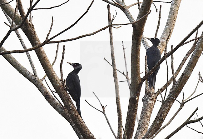 Northern Sooty Woodpecker (Mulleripicus funebris) at Subic Bay, Luzon, in the Philippines. Two woodpeckers perched in dead tree. stock-image by Agami/Laurens Steijn,