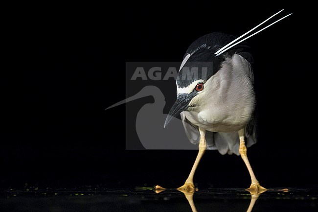 Black-crowned Night Heron (Nycticorax nycticorax) fishing at night in Hungary. stock-image by Agami/Marc Guyt,