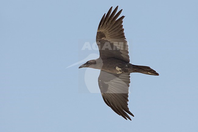 Bruinnekraaf in vlucht; Brown-necked Raven in flight stock-image by Agami/Daniele Occhiato,