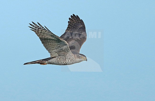 Northern Goshawk (Accipiter gentilis), adult female in flight, seen from the side, showing underwing. stock-image by Agami/Fred Visscher,