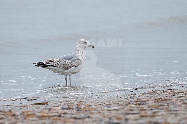 Third calender year European Herring Gull (Larus argentatus) in the Netherlands standing on the beach of the North Sea coast. stock-image by Agami/Marc Guyt,
