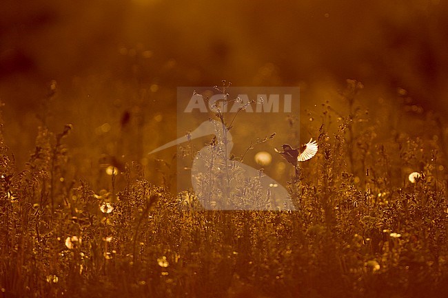 Siberian Stonechat, Saxicola maurus, Tajikistan, adult, male. stock-image by Agami/Ralph Martin,