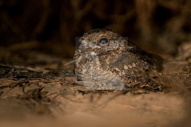 Nubian Nightjar resting on the ground in southern Negev desert of Israel during spring migration. stock-image by Agami/Dubi Shapiro,