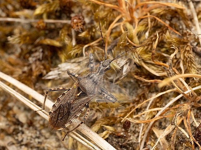 Imago Coranus kerzhneri searching for prey stock-image by Agami/Arnold Meijer,