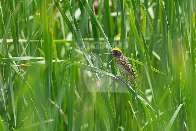 Streaked Weaver (Ploceus manyar) at Petchaburi, Thailand stock-image by Agami/Helge Sorensen,
