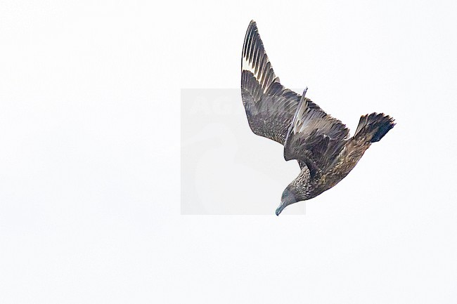  stock-image by Agami/Menno van Duijn,