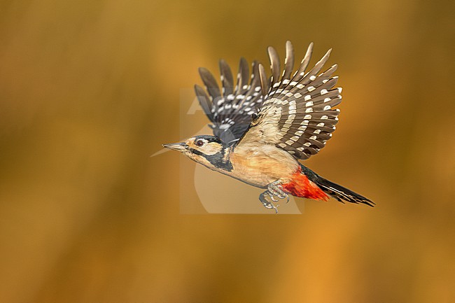 Great Spotted Woodpecker, Dendrocopos major, in Italy. stock-image by Agami/Daniele Occhiato,