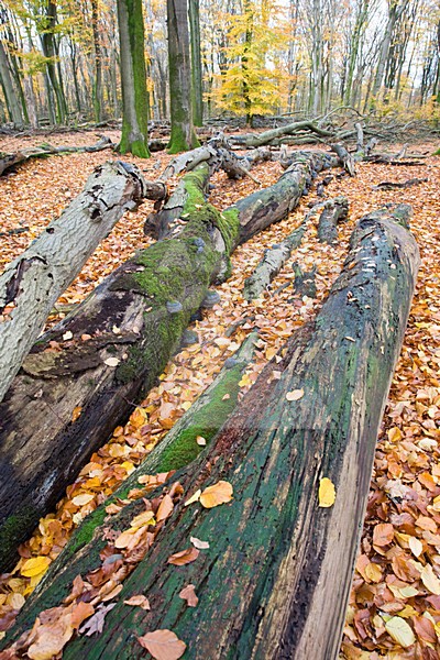 Bos in de herfst; Autumn forest stock-image by Agami/Marc Guyt,