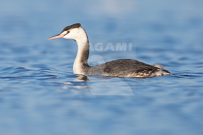 Great Crested Grebe (Podiceps cristatus), side view of an adult swimming in the water, Lazio, Italy stock-image by Agami/Saverio Gatto,