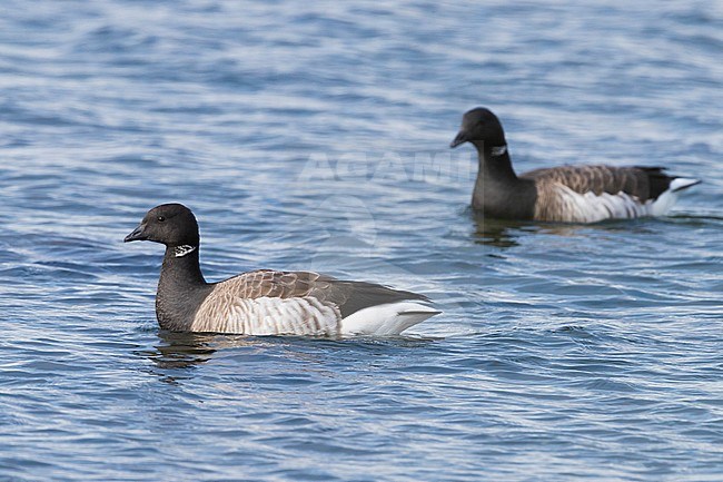 Pale-bellied Brant Goose (Branta bernicla hrota), adults swimming in the sea stock-image by Agami/Saverio Gatto,