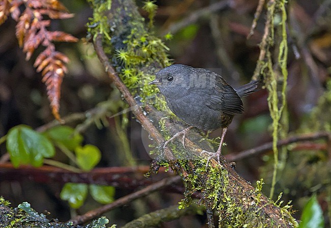 Paramo Tapaculo (Scytalopus opacus) in Colombia. stock-image by Agami/Pete Morris,