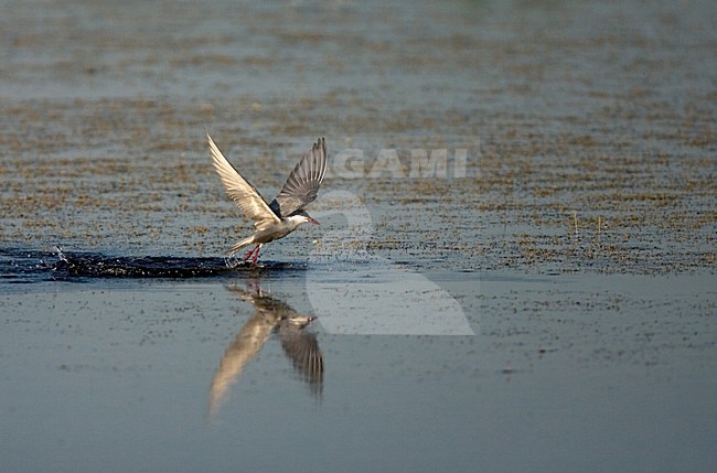 Whiskered Tern adult summerplumage flying from the water; Witwangstern volwassen zomerkleed vliegend na voedselduik stock-image by Agami/Marc Guyt,