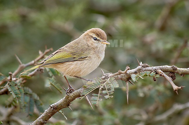 Brown Woodland Warbler (Phylloscopus umbrovirens) perched on a branch, Saudi Arabia stock-image by Agami/Tomas Grim,