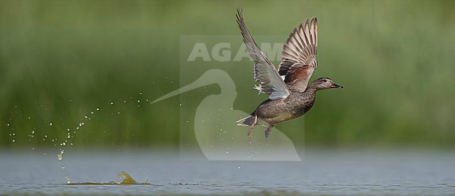  stock-image by Agami/Han Bouwmeester,