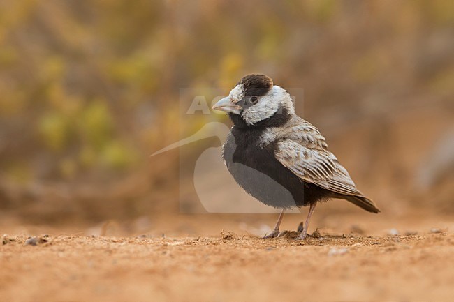 Zwartkopvinkleeuwerik; Black-crowned Sparrow-Lark stock-image by Agami/Daniele Occhiato,