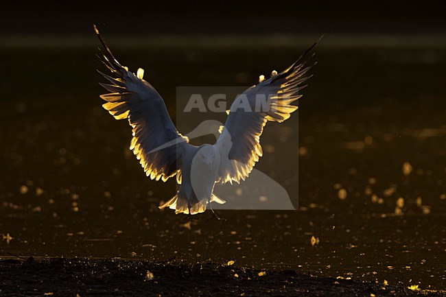 Adulte Geelpootmeeuw in vlucht; Yellow-legged Gull in flight stock-image by Agami/Daniele Occhiato,
