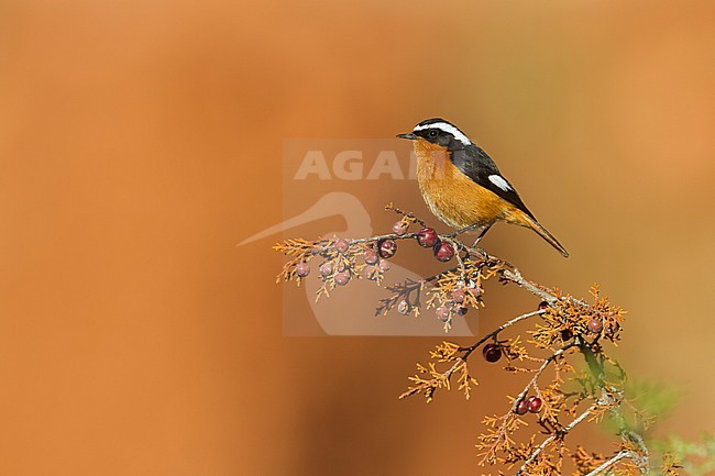 Moussier's Redstart - Diademrotschwanz - Phoenicurus moussieri, Morocco, adult male stock-image by Agami/Ralph Martin,