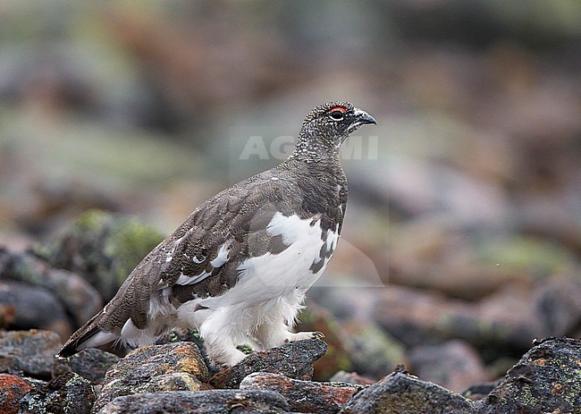 Alpensneeuwhoen, Rock Ptarmigan, lagopus muta stock-image by Agami/Markus Varesvuo,