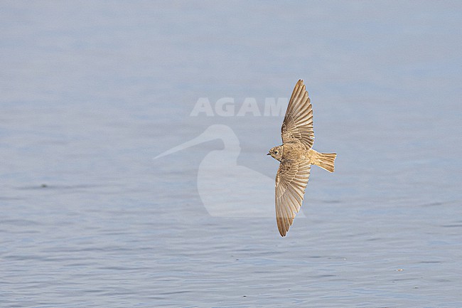 Brown-throated Martin (Riparia paludicola mauritanica) in flight in Morocco. stock-image by Agami/Menno van Duijn,