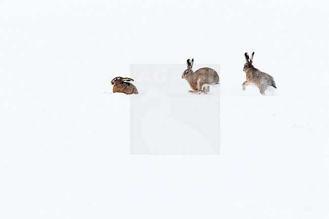 Europese Haas in de sneeuw, European Hare in the snow stock-image by Agami/Menno van Duijn,