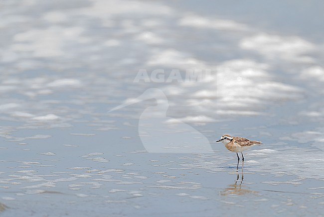 Kittlitz's Plover (Charadrius pecuarius) at Tulear in Madagascar. stock-image by Agami/Marc Guyt,