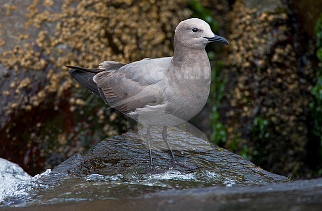 Grijze Meeuw, Grey Gull, Leucophaeus modestus stock-image by Agami/Marc Guyt,