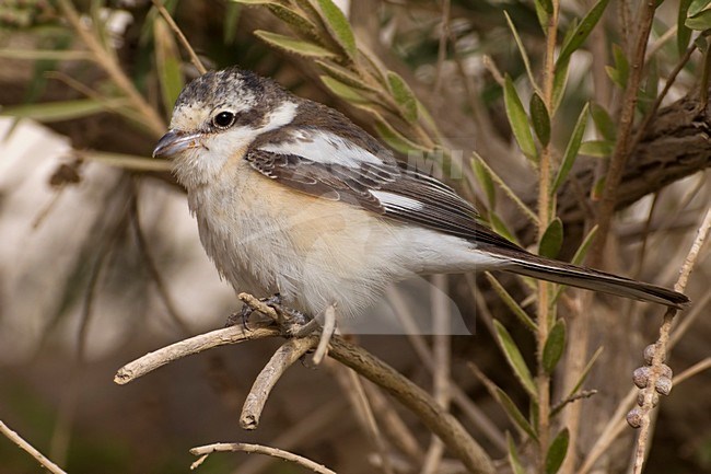Maskerklauwier; Masked Shrike; stock-image by Agami/Daniele Occhiato,