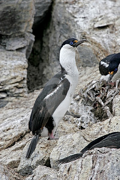 Antarctic Shag (Leucocarbo bransfieldensis) stock-image by Agami/Pete Morris,