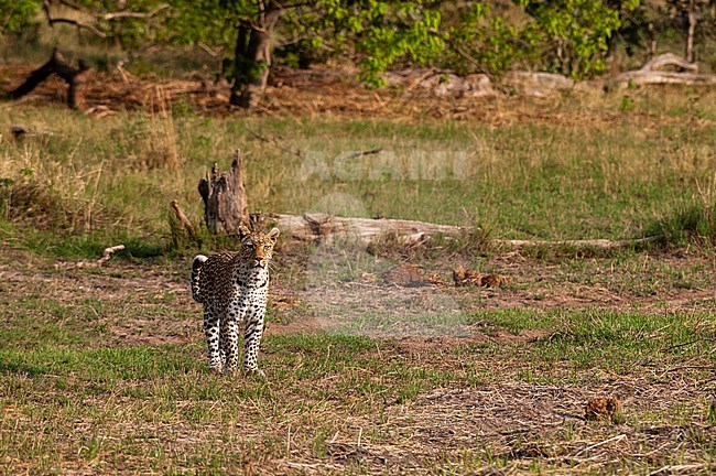 A female leopard, Panthera pardus, patrolling her territory. Khwai Concession, Okavango Delta, Botswana. stock-image by Agami/Sergio Pitamitz,