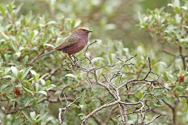 White-browed Tit-Warbler, Leptopoecile sophiae, on Tibetan plateau, Qinghai, China. Also known as Severtzov's tit warbler. stock-image by Agami/James Eaton,