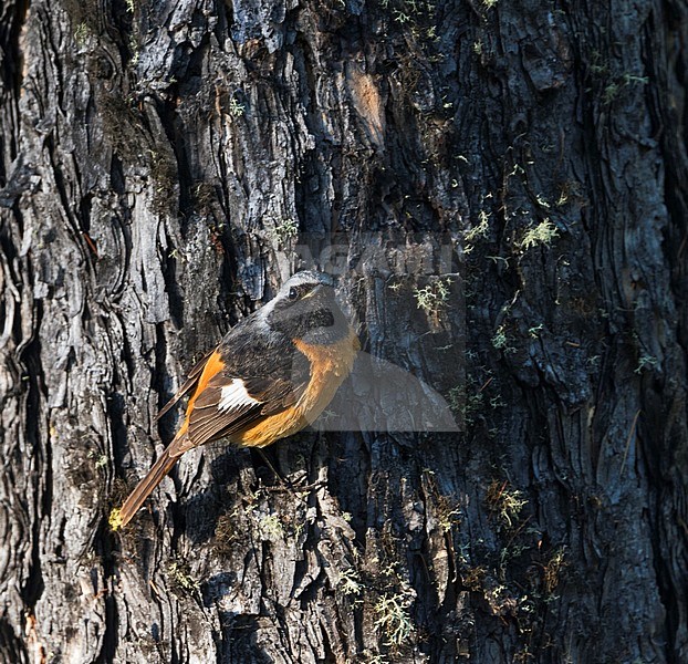 Daurian Redstart - Spiegelrotschwanz - Phoenicurus auroreus ssp. auroreus, Russia (Baikal), adult male stock-image by Agami/Ralph Martin,