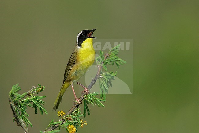 Adult male
Galveston Co., TX
April 2005 stock-image by Agami/Brian E Small,