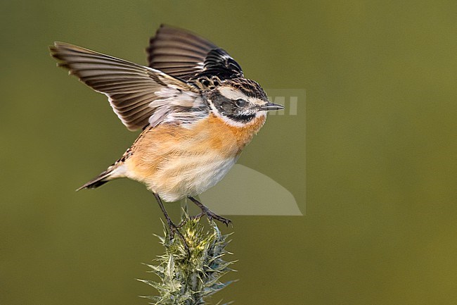Whinchat, Saxicola rubetra, in Italy. Adult male perched. stock-image by Agami/Daniele Occhiato,