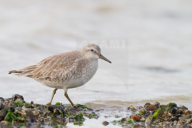 Red Knot, Calidris canutus first winter foraging on mussels on rocks at pier. Knot seen from side walking portrait. stock-image by Agami/Menno van Duijn,