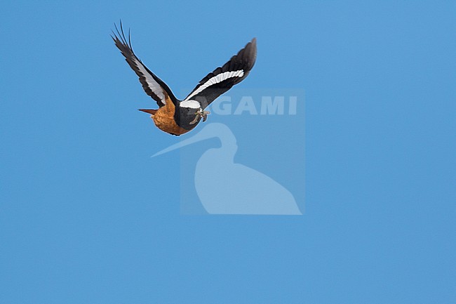 Güldenstädt's Redstart - Riesenrotschwanz - Phoenicurus erythrogastrus ssp. grandis, Kyrgyzstan, adult male stock-image by Agami/Ralph Martin,